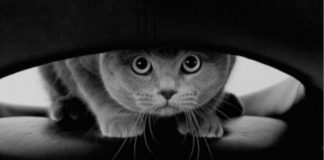 Curiosity Saves Lives